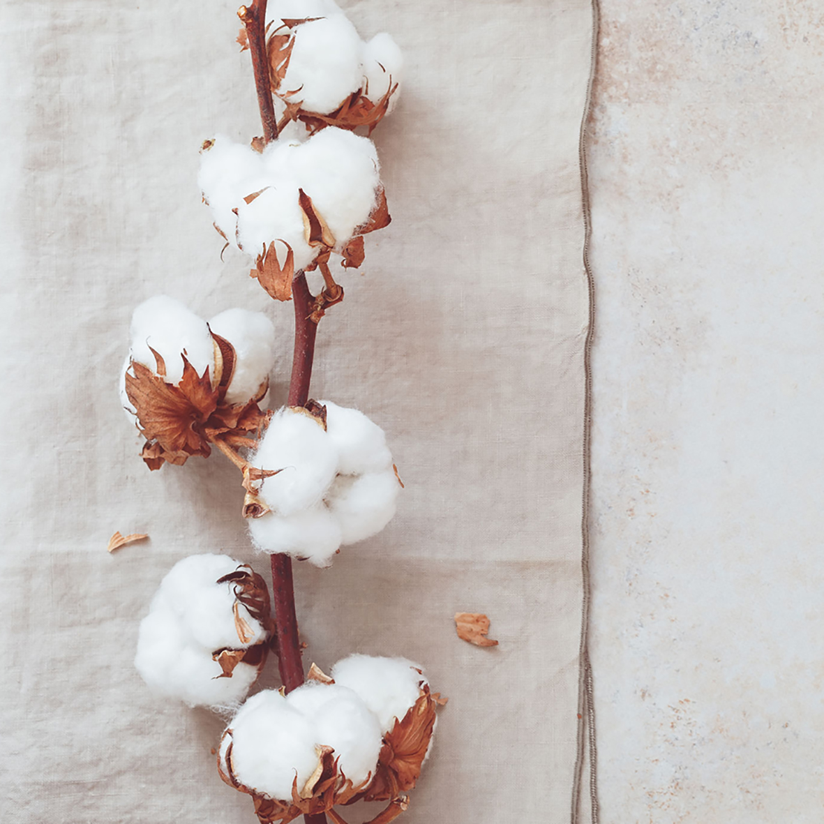 Cotton_fabric