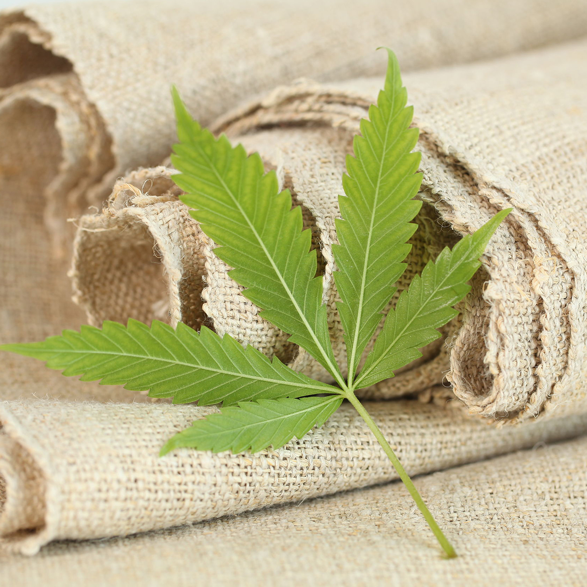 cannabis leaf hemp fabric texture
